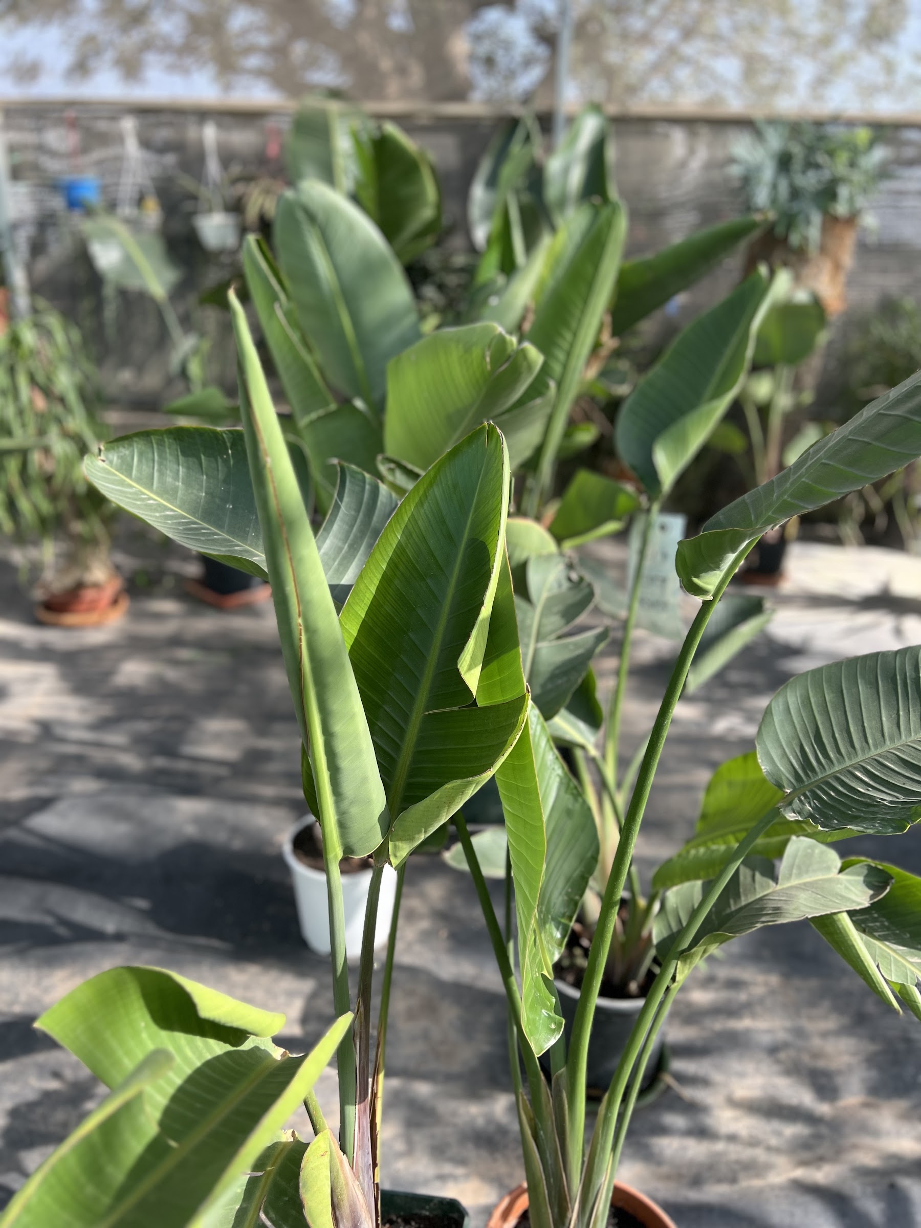 Plantas y follaje del vivero Serrano Garden Center en Camposol